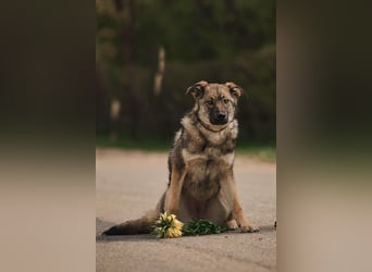 Menschenbezogene Santa sucht ihre Familie