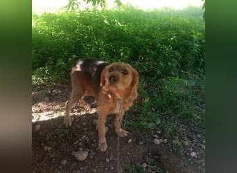 Rocky - endlich von der Kette befreit, möchte er jetzt bitte Familienhund werden
