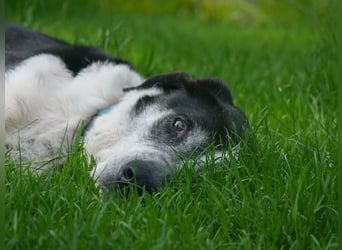 ♥LADI♥ am 13.7. bei "Tiere suchen ein Zuhause"-lieber, unkomplizierter und dankbarer Schmusebär 63cm