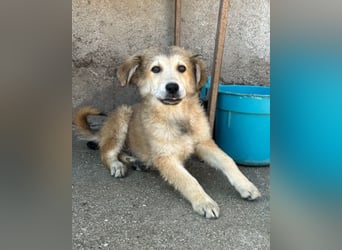 Fiete ❤️ verschmuster, offener Hundejunge