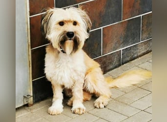 Joshi, Bearded Collie Mix, geb. 2023, freundlicher Rüde sucht aktives Zuhause