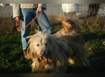 Messi, ein Hund mit viel Potential