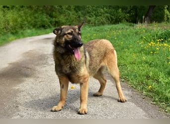 Lexi S270 ist kontaktfreudig und verspielt