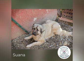 Suana: Eine sanfte Seele