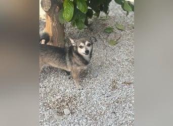 Zwei Seelchen suchen ein Zuhause