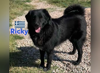 Ricky, geb 01/22 - süßer Schmusebär sucht seine Familie