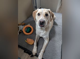 Nacho in 09618 Brand- Erbisdorf sucht sein Zuhause