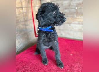 ❤️ zarter kleiner NEGRO - 6 Monate, 3cm/5,5kg - Schnauzer-Mix