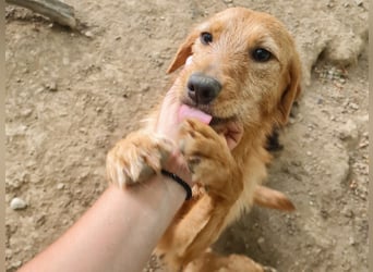Kuckuck, wer schenkt Traumhund OLIVER ein liebevolles Zuhause?