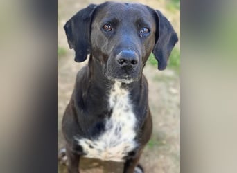 Hailey, geb. ca. 06/2015, lebt in GRIECHENLAND, auf einem Gelände, Hunde werden notdürftig versorgt