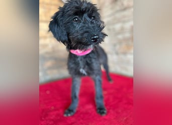 ❤️ süße kleine LEA - 6 Monate, 32cm/5,5kg - Schnauzer-Mix