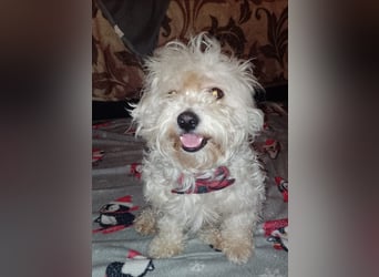 MAX, unser Bichon-Mix, sucht eine Familie....