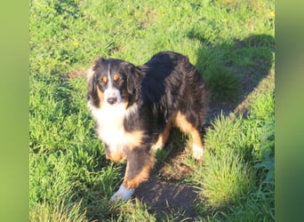 Traumhafte Miniature Australian Shepherd Junghunde ohne Abstammungsnacchweis.