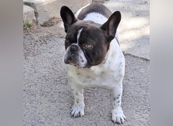 KUDU - SÜßE BULLDOGGE