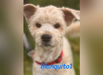 Blanquito1 03/2023 (ESP) - sanfter und liebevoller, kleiner Malteser-Mix!