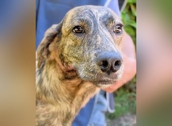 Ulick - Hunde bevorzugt!