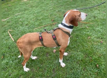 Moka Posavski Gonic Mischling Jagdhund Hündin sucht Zuhause für immer