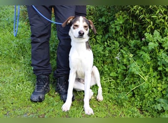 Luigi, Mix Jack Russel Terrier / Beagle , lieb und verträglich