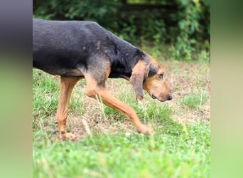 Rocco  - dringend - ein Überlebenskünstler sucht ein neues Zuhause
