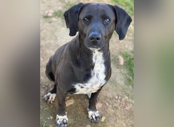 Hailey, geb. ca. 06/2015, lebt in GRIECHENLAND, auf einem Gelände, Hunde werden notdürftig versorgt