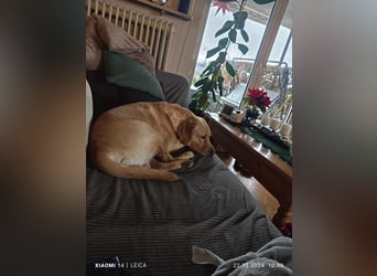 Labradorwelpen suchen bestes Zuhause
