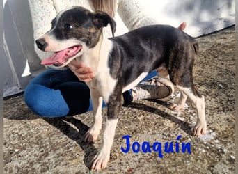 Joaquín 10/2024 (ESP Pflegestelle) - neugieriger und zärtlicher, kleiner Bodeguero-Mix Welpe!