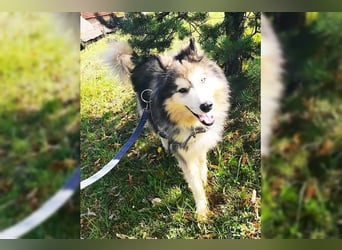 Husky-Mix Arci sucht seine liebe Familie