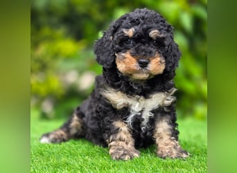 Cavapoo welpen