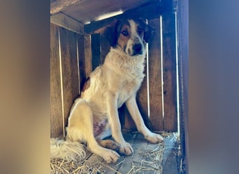 Tornjak-Mix-Jungrüde ♥ Amon ♥ braucht Liebe, Erfahrung und Vertrauen