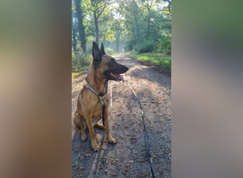 Godi - der freundliche, Menschenbezogene Malinois