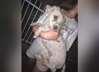 Bernd, Bichon Frisé-Mischling