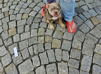 Französische Bulldogge mix