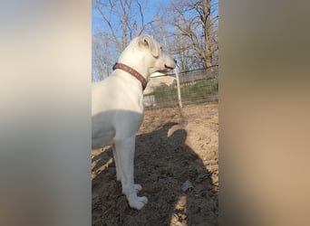 Lucy-DG, taube,kleine Fee sucht Körbchen !