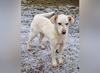 Casper (auf Pflegestelle Nähe Hannover)