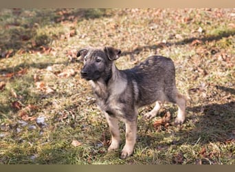 Filou – sensibler Junghund die Welt entdecken