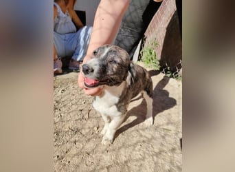 Sarabi, sucht ihre Familie