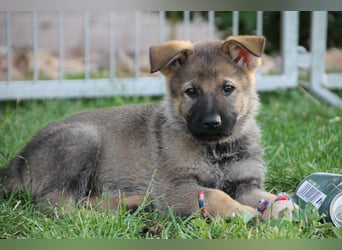 Schäferhund Welpen mit VDH Ahnentafel