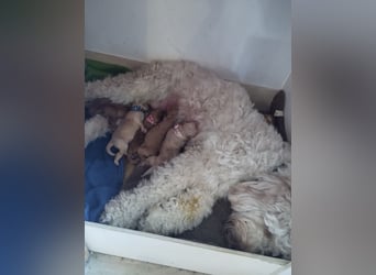 Wunderschöne Labradoodle Welpen, dürfen jetzt ausziehen!