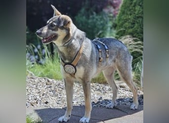 Nadja - freundliche, verspielte Schäferhund-Mix Hündin / Pflegestelle in 38...Remlingen