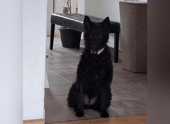 Bony ein absoluter Engel auf 4 Pfoten