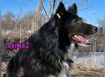 Laima2 01/2021 - sportliche und aufmerksame, wunderschöne Border-Collie-Mix Hündin!