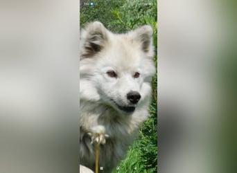 Mischling Samoede und russischer Layka sucht ein  Zuhause.