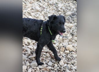 Schnuckelige DAYA hat das Potential zum Herzenshund