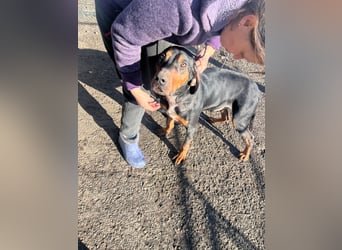 Jack , ungarische Bracke, sucht die Wärme und Nähe des Menschen