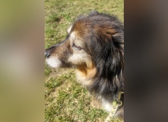 Wolfi - kleine coole Socke