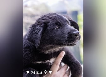 Vier wunderschöne Schäferhundmischlinge suchen ein Zuhause