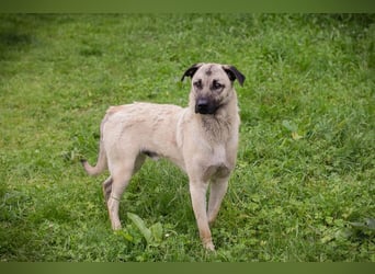 Vito: Junghund sucht ein Zuhause