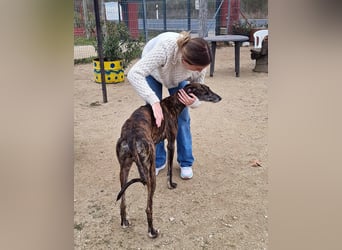 Roncel – freundlicher Galgo-Bub mit Köpfchen und Charme!