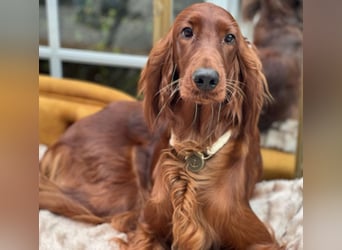 Irish Setter Welpen mit Papieren