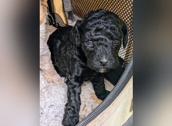 Toypudel Zwergpudel Welpen, garantiert tolle Welpen ab Juni 25